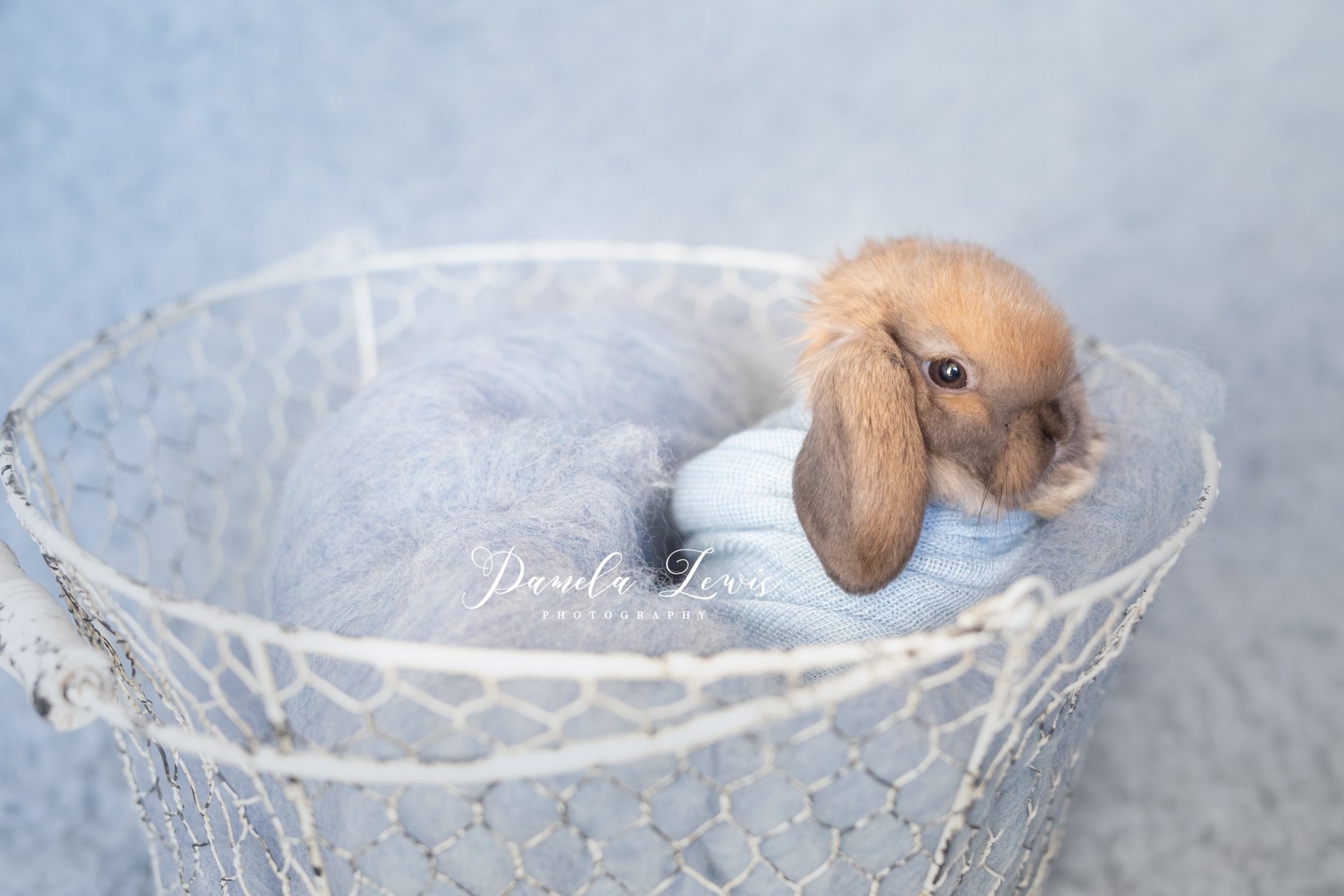 french-blue-faukati-flooring-bunny-pamela-lewis
